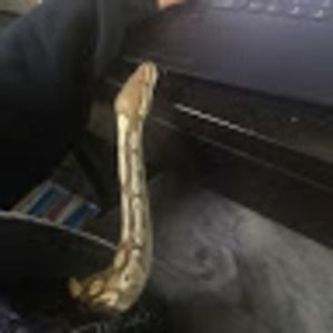 Meet your Posher, Serena